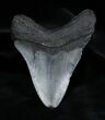 Inch Georgia Megalodon Tooth #1382-2